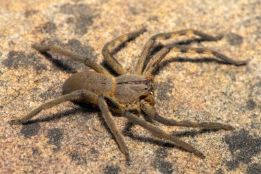 Güzel bir dişi Pelerin yağmur örümceği (Palystes castaneus), Güney Afrika 'nın Batı Burnu' ndaki bir kaya parçasında yaşayan avcı bir örümcek türüdür.