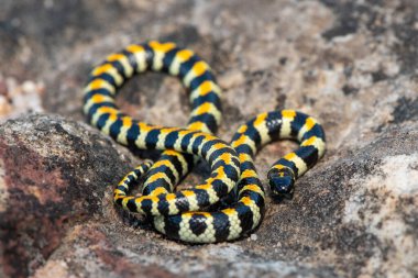 Güney Afrika 'nın batısındaki Fynbos' ta güzel Benekli Harlequin Yılanı 'nın (Homoroselaps lacteus) yakın çekimi.