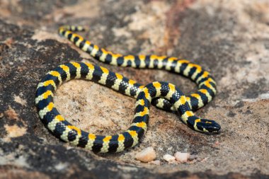 Güney Afrika 'nın batısındaki Fynbos' ta güzel Benekli Harlequin Yılanı 'nın (Homoroselaps lacteus) yakın çekimi.