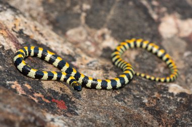 Güney Afrika 'nın batısındaki Fynbos' ta güzel Benekli Harlequin Yılanı 'nın (Homoroselaps lacteus) yakın çekimi.