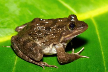 Güzel bir Cape River Kurbağası (Amietia fuscigula), Güney Afrika 'da, Batı Burnu' nda sıcak bir akşamda bir derenin yanında.