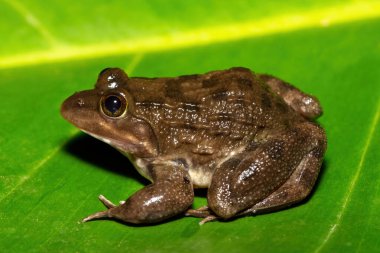 Güzel bir Cape River Kurbağası (Amietia fuscigula), Güney Afrika 'da, Batı Burnu' nda sıcak bir akşamda bir derenin yanında.