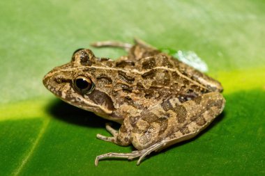 Gri Akarsu Kurbağası ya da Benekli Akıntı Kurbağası (Strongylopus grayii) olarak da bilinen güzel bir Clicking Stream Kurbağası, Batı Burnu, Güney Afrika 'da