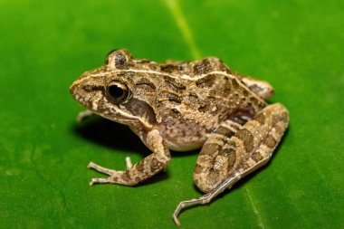 Gri Akarsu Kurbağası ya da Benekli Akıntı Kurbağası (Strongylopus grayii) olarak da bilinen güzel bir Clicking Stream Kurbağası, Batı Burnu, Güney Afrika 'da