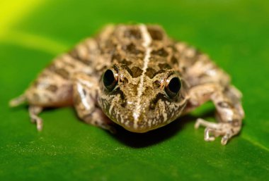 Gri Akarsu Kurbağası ya da Benekli Akıntı Kurbağası (Strongylopus grayii) olarak da bilinen güzel bir Clicking Stream Kurbağası, Batı Burnu, Güney Afrika 'da