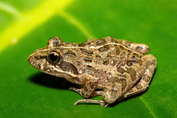 Gri Akarsu Kurbağası ya da Benekli Akıntı Kurbağası (Strongylopus grayii) olarak da bilinen güzel bir Clicking Stream Kurbağası, Batı Burnu, Güney Afrika 'da