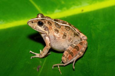 Gri Akarsu Kurbağası ya da Benekli Akıntı Kurbağası (Strongylopus grayii) olarak da bilinen güzel bir Clicking Stream Kurbağası, Batı Burnu, Güney Afrika 'da