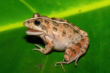 Gri Akarsu Kurbağası ya da Benekli Akıntı Kurbağası (Strongylopus grayii) olarak da bilinen güzel bir Clicking Stream Kurbağası, Batı Burnu, Güney Afrika 'da