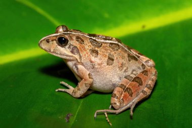 Gri Akarsu Kurbağası ya da Benekli Akıntı Kurbağası (Strongylopus grayii) olarak da bilinen güzel bir Clicking Stream Kurbağası, Batı Burnu, Güney Afrika 'da