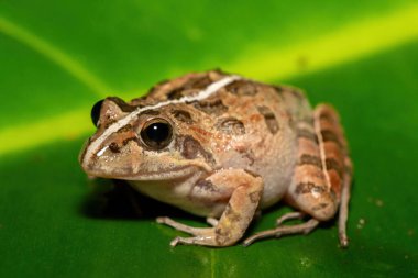 Gri Akarsu Kurbağası ya da Benekli Akıntı Kurbağası (Strongylopus grayii) olarak da bilinen güzel bir Clicking Stream Kurbağası, Batı Burnu, Güney Afrika 'da