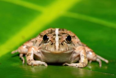 Gri Akarsu Kurbağası ya da Benekli Akıntı Kurbağası (Strongylopus grayii) olarak da bilinen güzel bir Clicking Stream Kurbağası, Batı Burnu, Güney Afrika 'da