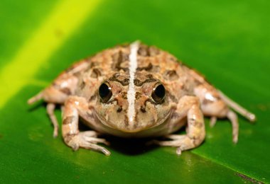 Gri Akarsu Kurbağası ya da Benekli Akıntı Kurbağası (Strongylopus grayii) olarak da bilinen güzel bir Clicking Stream Kurbağası, Batı Burnu, Güney Afrika 'da