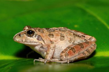 Gri Akarsu Kurbağası ya da Benekli Akıntı Kurbağası (Strongylopus grayii) olarak da bilinen güzel bir Clicking Stream Kurbağası, Batı Burnu, Güney Afrika 'da