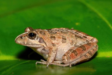 Gri Akarsu Kurbağası ya da Benekli Akıntı Kurbağası (Strongylopus grayii) olarak da bilinen güzel bir Clicking Stream Kurbağası, Batı Burnu, Güney Afrika 'da