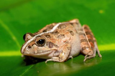 Gri Akarsu Kurbağası ya da Benekli Akıntı Kurbağası (Strongylopus grayii) olarak da bilinen güzel bir Clicking Stream Kurbağası, Batı Burnu, Güney Afrika 'da