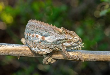 Baş döndürücü bir Robertson Cüce Bukalemunu (Bradypodion Gutturale), Güney Afrika 'nın Batı Burnu' ndaki Fynbos 'a tırmanan Küçük Karoo cüce bukalemunu olarak da bilinir.