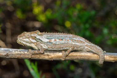 Baş döndürücü bir Robertson Cüce Bukalemunu (Bradypodion Gutturale), Güney Afrika 'nın Batı Burnu' ndaki Fynbos 'a tırmanan Küçük Karoo cüce bukalemunu olarak da bilinir.