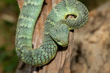 Güzel bir Değişken Bush Viper (Atheris squamigera), bir dala dikkat eder. Orta ve Batı Afrika 'ya özgü zehirli bir yılan.