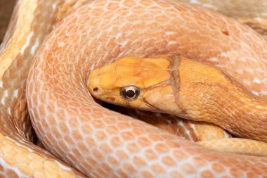 Güzel bir sıçan yılanı (Coelognathus radiata), bakır başlı fare yılanı ya da bakır başlı süs yılanı olarak da bilinir. Asya 'da bulunan zehirli olmayan bir colubrid yılanı.