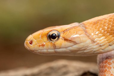 Güzel bir sıçan yılanı (Coelognathus radiata), bakır başlı fare yılanı ya da bakır başlı süs yılanı olarak da bilinir. Asya 'da bulunan zehirli olmayan bir colubrid yılanı.