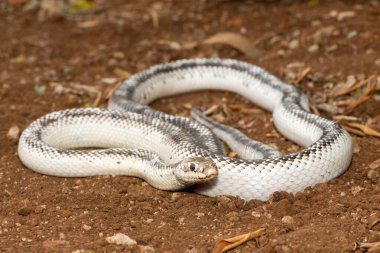 Güzel beyaz kenarlı siyah bir fare yılanı (Elaphe modası geçmiş). Birleşik Devletler 'e özgü zehirli olmayan bir colubrid yılan.