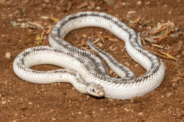 Güzel beyaz kenarlı siyah bir fare yılanı (Elaphe modası geçmiş). Birleşik Devletler 'e özgü zehirli olmayan bir colubrid yılan.