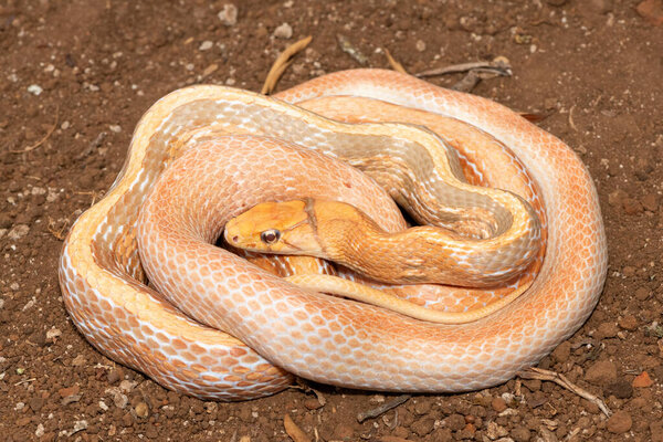 Красивая излучаемая крысиная змея (Coelognathus radiata), также известная как медноголовая крысиная змея или медноголовая безделушка. Неядовитая колючая змея, найденная в Азии