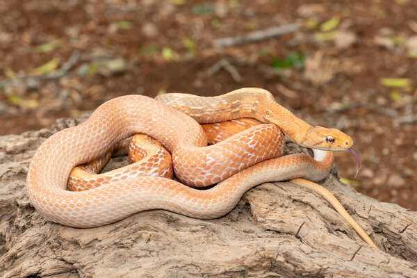 Красивая излучаемая крысиная змея (Coelognathus radiata), также известная как медноголовая крысиная змея или медноголовая безделушка. Неядовитая колючая змея, найденная в Азии