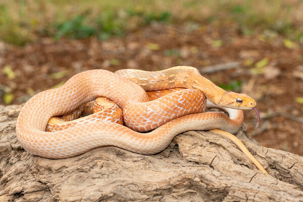 Красивая излучаемая крысиная змея (Coelognathus radiata), также известная как медноголовая крысиная змея или медноголовая безделушка. Неядовитая колючая змея, найденная в Азии