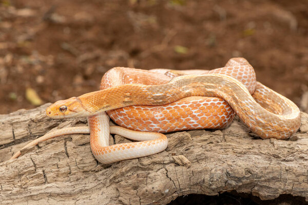 Красивая излучаемая крысиная змея (Coelognathus radiata), также известная как медноголовая крысиная змея или медноголовая безделушка. Неядовитая колючая змея, найденная в Азии