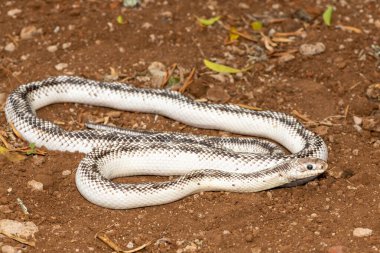 Güzel beyaz kenarlı siyah bir fare yılanı (Elaphe modası geçmiş). Birleşik Devletler 'e özgü zehirli olmayan bir colubrid yılan.