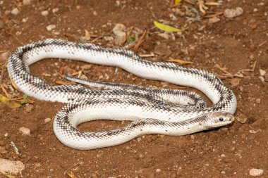 Güzel beyaz kenarlı siyah bir fare yılanı (Elaphe modası geçmiş). Birleşik Devletler 'e özgü zehirli olmayan bir colubrid yılan.