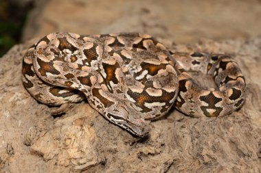 Güzel bir Dumeril boa (Acrantophis dumerili), büyük bir dala sarılmış. Madagaskar 'a özgü zehirli olmayan bir yılan.