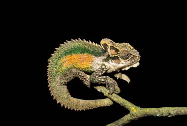 Büyüleyici bir Natal Midlands Cüce Bukalemunu (Bradypodion thamnobates) ağaca tırmanır. Neredeyse tehdit altında olan bir bukalemun türü Midlands, Güney Afrika 'ya özgü.