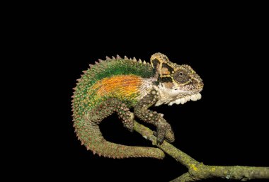 Büyüleyici bir Natal Midlands Cüce Bukalemunu (Bradypodion thamnobates) ağaca tırmanır. Neredeyse tehdit altında olan bir bukalemun türü Midlands, Güney Afrika 'ya özgü.