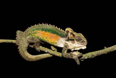 Büyüleyici bir Natal Midlands Cüce Bukalemunu (Bradypodion thamnobates) ağaca tırmanır. Neredeyse tehdit altında olan bir bukalemun türü Midlands, Güney Afrika 'ya özgü.