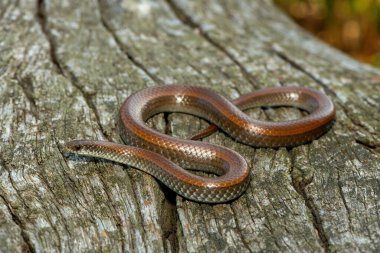 Yaygın Salyangoz Yiyici (Duberria lutrix) Ölü Ormana Yakın Çekim Zehirli Olmayan Afrika Sürüngeni