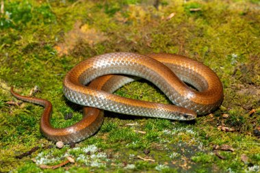 Yaygın Sümüklüböcek Yiyici (Duberria lutrix) Mossy Ground 'a yakın çekim. Zehirsiz Endemik Afrika Sürüngeni