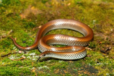 Yaygın Sümüklüböcek Yiyici (Duberria lutrix) Mossy Ground 'a yakın çekim. Zehirsiz Endemik Afrika Sürüngeni