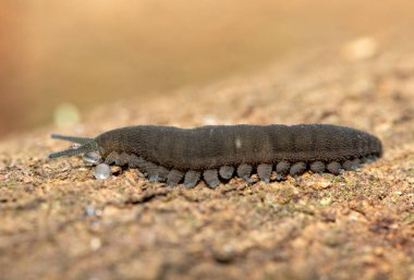 A Stunning Polychrome Velvet Worm (Peripatopsis polychroma) shooting sticky blobs of slime. A Rare Evolutionary Invertebrate on Dead Wood