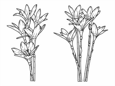 Dış Hatlar Tarzı ile Çiçek Hattı Sanat Arkaplanı. Çiçek Dekorasyonu, Çiçek Çerçevesi, Çiçek Köşesi Kenarı Kenarı ve Çiçek Buketi Çizimi için El Çizimi Vektörü