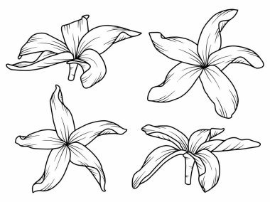 Dış Hatlar Tarzı ile Çiçek Hattı Sanat Arkaplanı. Çiçek Dekorasyonu, Çiçek Çerçevesi, Çiçek Köşesi Kenarı Kenarı ve Çiçek Buketi Çizimi için El Çizimi Vektörü