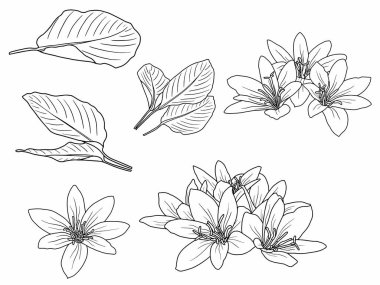 Dış Hatlar Tarzı ile Çiçek Hattı Sanat Arkaplanı. Çiçek Dekorasyonu, Çiçek Çerçevesi, Çiçek Köşesi Kenarı Kenarı ve Çiçek Buketi Çizimi için El Çizimi Vektörü