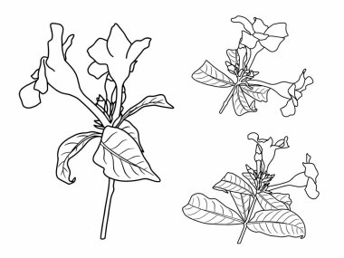 Dış Hatlar Tarzı ile Çiçek Hattı Sanat Arkaplanı. Çiçek Dekorasyonu, Çiçek Çerçevesi, Çiçek Köşesi Kenarı Kenarı ve Çiçek Buketi Çizimi için El Çizimi Vektörü