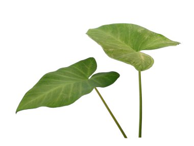 Yeşil yaprak beyaz arkaplanda izole edilmiş. Eddoe yaprakları ya da beyaz arka planda yabani taro yaprakları. Dekorasyon için Arkaplan ya da Yaprak Arkaplanı 'nı bırakır. Güzel ve Egzotik Yaprak