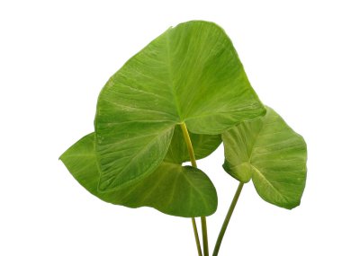 Yeşil yaprak beyaz arkaplanda izole edilmiş. Eddoe yaprakları ya da beyaz arka planda yabani taro yaprakları. Dekorasyon için Arkaplan ya da Yaprak Arkaplanı 'nı bırakır. Güzel ve Egzotik Yaprak