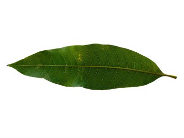 Beyaz arka planda yeşil yaprak. Yeşil yapraklı bitki. Bitkinin adı Mangifera indica veya mango. Dekorasyon için Arkaplan ya da Yaprak Arkaplanı 'nı bırakır. Güzel ve Egzotik Yaprak