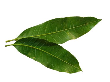 Beyaz arka planda yeşil yaprak. Yeşil yapraklı bitki. Bitkinin adı Mangifera indica veya mango. Dekorasyon için Arkaplan ya da Yaprak Arkaplanı 'nı bırakır. Güzel ve Egzotik Yaprak