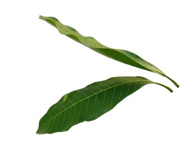 Beyaz arka planda yeşil yaprak. Yeşil yapraklı bitki. Bitkinin adı Mangifera indica veya mango. Dekorasyon için Arkaplan ya da Yaprak Arkaplanı 'nı bırakır. Güzel ve Egzotik Yaprak