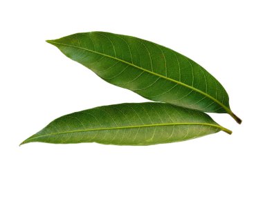 Beyaz arka planda yeşil yaprak. Yeşil yapraklı bitki. Bitkinin adı Mangifera indica veya mango. Dekorasyon için Arkaplan ya da Yaprak Arkaplanı 'nı bırakır. Güzel ve Egzotik Yaprak